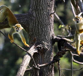 AT THE COP 15 BIODIVERSITY SUMMIT IN CANADA IN DECEMBER, MORE THAN 190 COUNTRIES AGREED TO THE KUNMING-MONTREAL GLOBAL BIODIVERSITY FRAMEWORK, A DEAL INCLUDING TARGETS SUCH AS NATIONS PROTECTING AND RESTORING 30% OF THE WORLD'S LAND AND SEAS BY 2030.